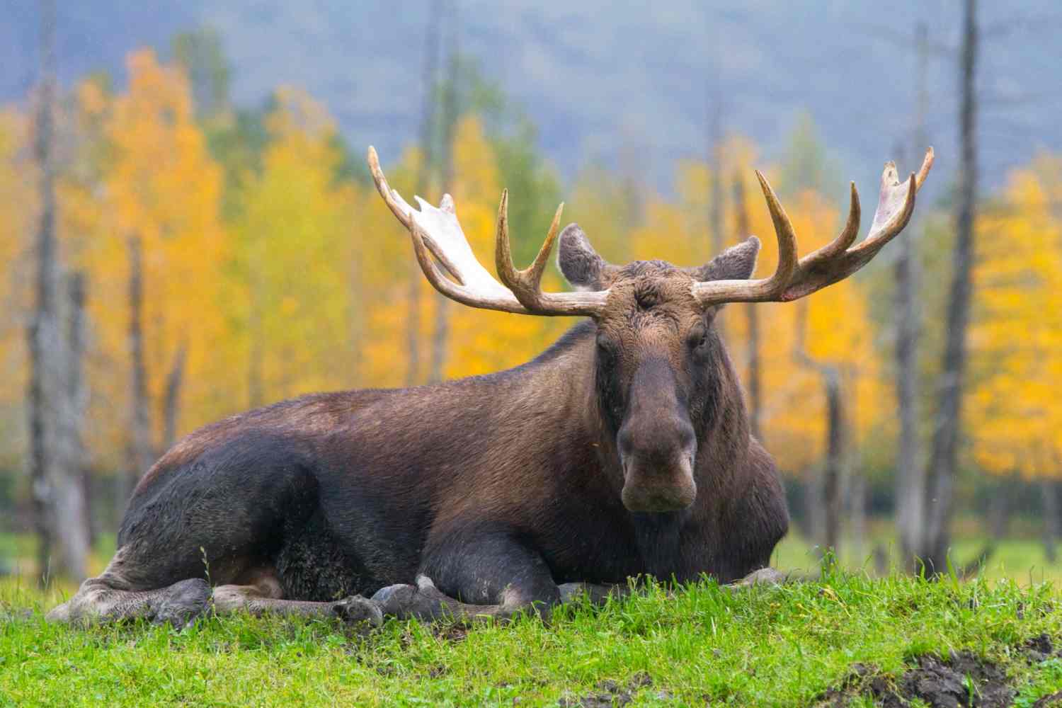 alaska-wildlife-conservation-center-girdwood-alaska