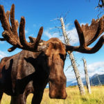 AWCC Bull Moose