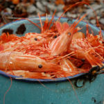 Poki shrimping 1