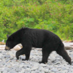 AK Fjord bear