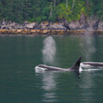 AK Fjord orcas3