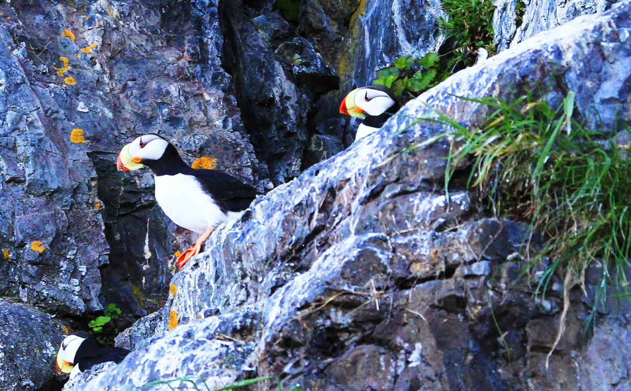 puffins on rock cliff