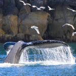 AK Fjord whale tail