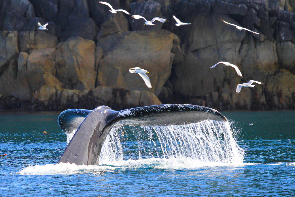 whale tail breeching water