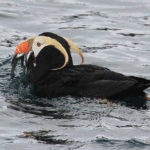 Tufted puffin fish feast